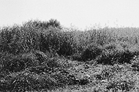 One Hundred Steps to Horizon Line.