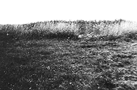 One Hundred Steps to Horizon Line.
